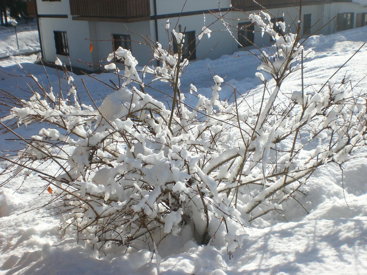 Hotel Villa Ines Borca di Cadore Dış mekan fotoğraf